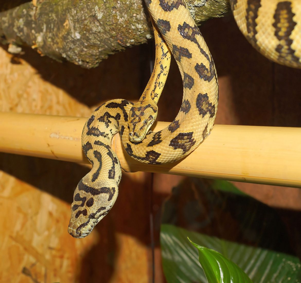 snakes-1056705_1280.jpg